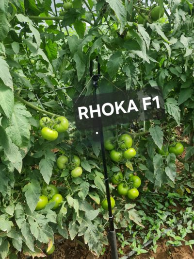 Híbrido Rhoka F1