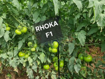 Híbrido Rhoka F1 - Image 2